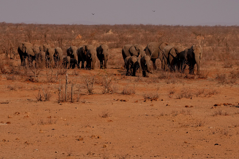 Olifantsrus Etosha National Park