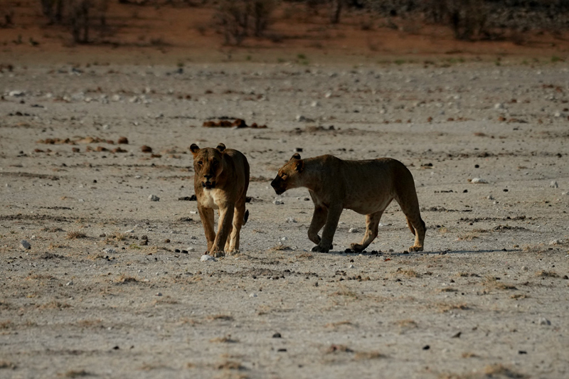 Lions at Olifantsrus Etosha National Park